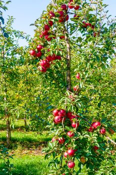 Elite apple tree with large red apples. Ukraine, Cherkasy region.