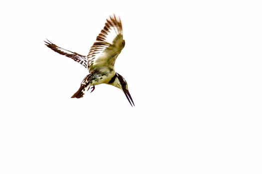 Kingfisher hunt in flight on Lake Nakuru Kenya. National park. Wildlife concept.