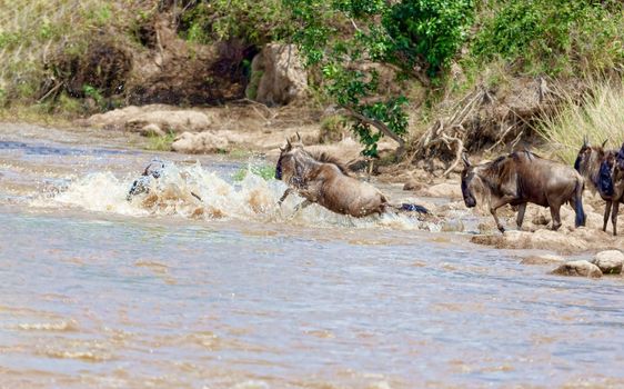 Crossing Kenya. National park. Wildebeests and zebras cross the river. Concept of wildlife, wildlife conservation. Travel concept, photo safari.