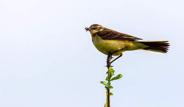 The bird sits on a twig and holds an insect in its beak. Wildlife concept. Russia Moscow region.