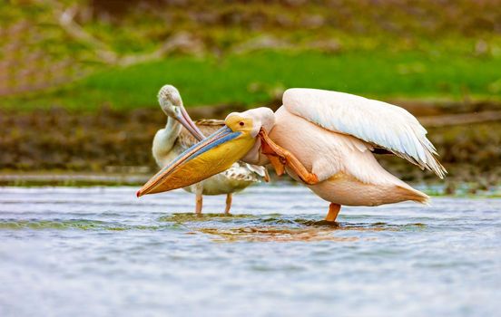 Pelican swimming on the lake. National park. Kenya