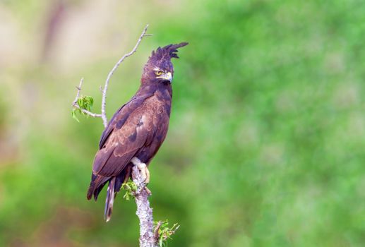 The long-crested eagle Lophaetus occipitalis is an African bird of prey. Like all eagles, it is in the family Accipitridae. It is currently placed in a monotypic genus Lophaetus.