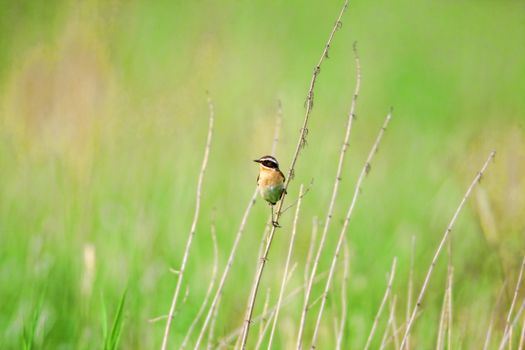 Stonechat. A small birdie, the size of a robin, is sitting in a thin grass sprig, in summertime, among the endless fields of Russia. The concept of wildlife and its conservation.