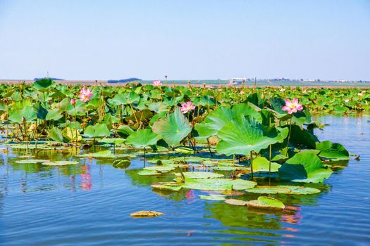 Flowers and lotus leaves among a large lake in the Krasnodar region, Russia.