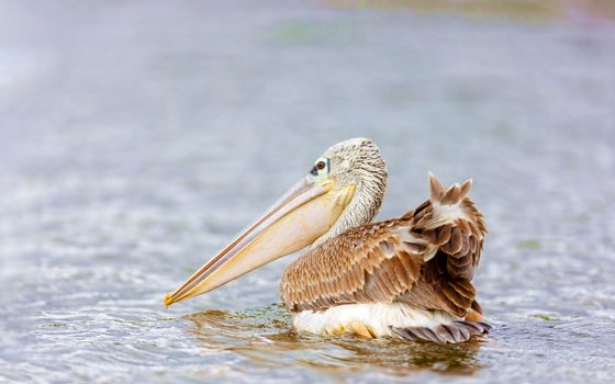Pelican swimming on the lake. National park. Kenya