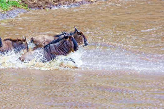 Crossing Kenya. National park. Wildebeests and zebras cross the river. Concept of wildlife, wildlife conservation. Travel concept, photo safari.