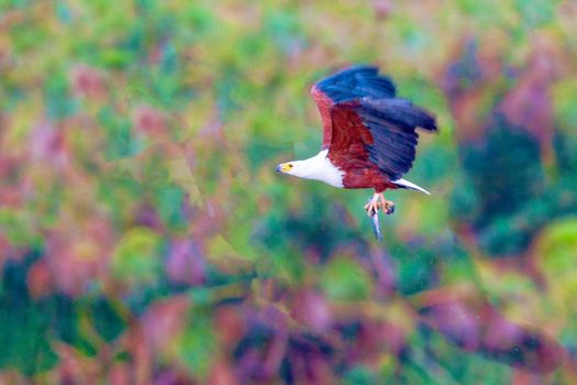 The eagle hunts fish on Lake Nakuru. Kenya. National park.