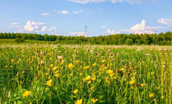 Yellow dandelions. Bright, juicy dandelion flowers against the background of green spring meadows in late May.