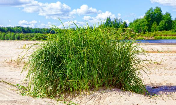 Wild sandy beach near the river on a fine summer day. Only blue sky, sand and a quiet river. Russia, Kostroma region, Kozionikha village. The concept of tourism, native land.