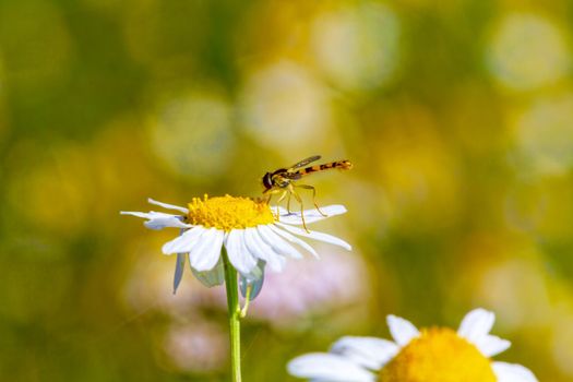 A dragonfly sits on a daisy lit by the morning spring sunshine. Close-up. Wildlife concept, beautiful background for your desktop.