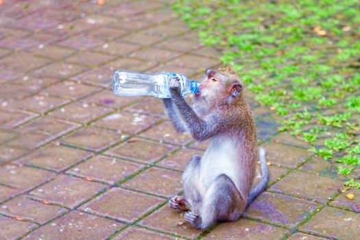 Funny monkey drinks water from a plastic bottle. Kenya, a national park. Wildlife concept.