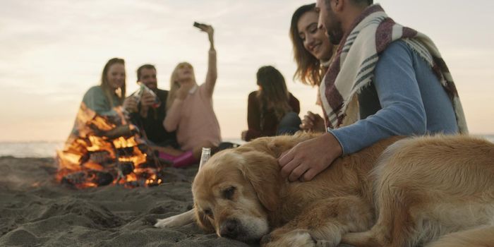 Group of friends with dog relaxing around bonfire on the beach at sunset