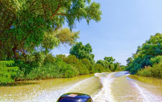 Beautiful view from the motorboat to the dense greens and the warm river. Russia, Krasnodar region. Travel concept, summer vacation.