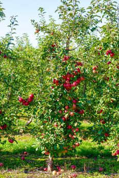 Elite apple tree with large red apples. Ukraine, Cherkasy region.