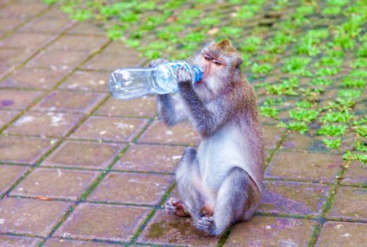 Funny monkey drinks water from a plastic bottle. Kenya, a national park. Wildlife concept.