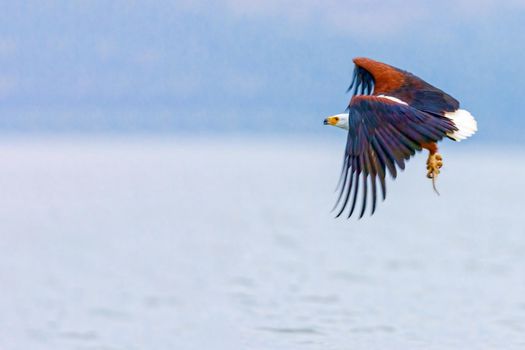 The eagle hunts fish on Lake Nakuru. Kenya. National park.