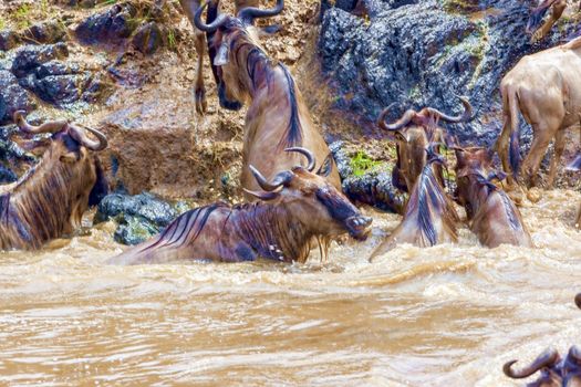 Crossing Kenya. National park. Wildebeests and zebras cross the river. Concept of wildlife, wildlife conservation. Travel concept, photo safari.