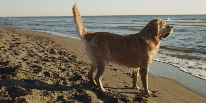 Golden Retriever on beach during autumn day