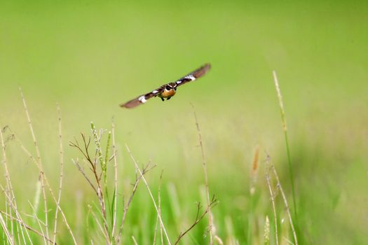 Stonechat. A small bird, the size of a robin, flies in the summer among the endless fields of Russia. The concept of wildlife and its preservation.