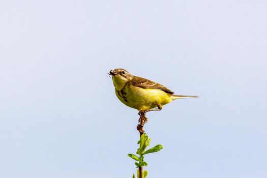 The bird sits on a twig and holds an insect in its beak. Wildlife concept. Russia Moscow region.