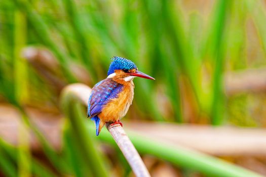 A kingfisher sits on a branch among the greenery on Lake Nakuru Kenya. National park. Wildlife concept.