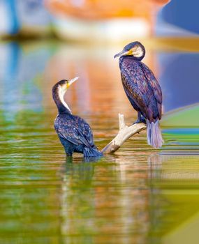 Waterfowl.Double Crested Cormorant.Phalacrocorax auritus.Kenya, a national park. Photo safari Wildlife concept