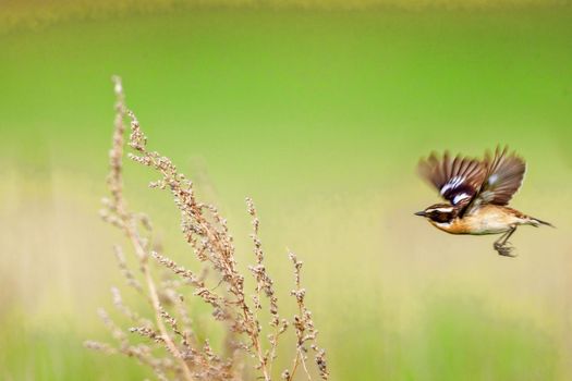 Stonechat. A small bird, the size of a robin, flies in the summer among the endless fields of Russia. The concept of wildlife and its preservation.