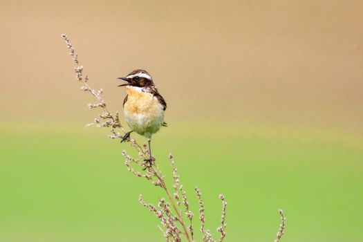 Stonechat. A small birdie, the size of a robin, is sitting in a thin grass sprig, in summertime, among the endless fields of Russia. The concept of wildlife and its conservation.