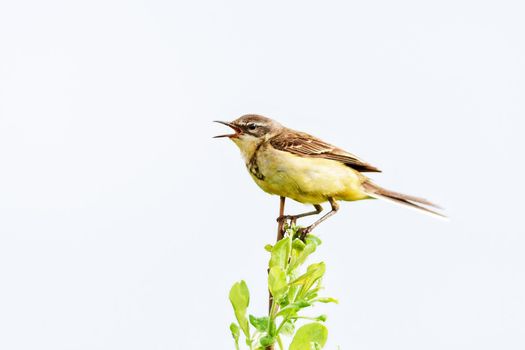 A small bird of a passerine squad is sitting on a branch. Concept of wildlife, summer, Russia, Moscow region.