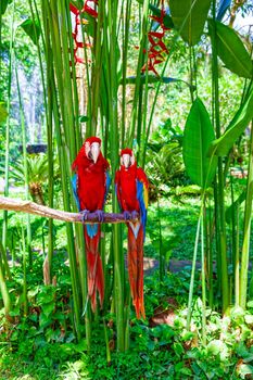 Two large, beautiful macaw parrots are sitting on a branch surrounded by palm trees and creepers.