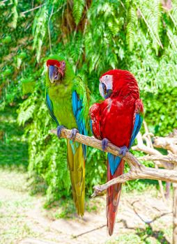 Two large, beautiful macaw parrots are sitting on a branch surrounded by palm trees and creepers.