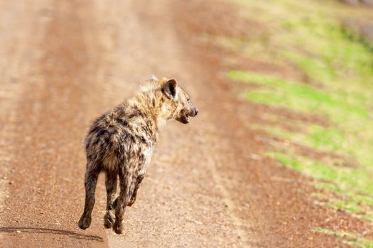 Hyena runs away from the car on a dirt road. Wildlife concept, Kenya national park.
