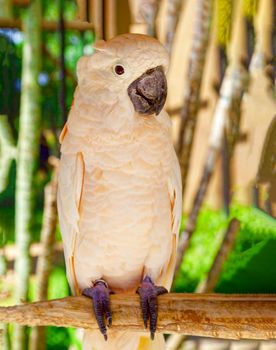 In the middle of the jungle, on a branch sits a beautiful big parrot. Wildlife concept.