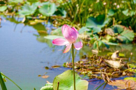 Flowers and lotus leaves among a large lake in the Krasnodar region, Russia.