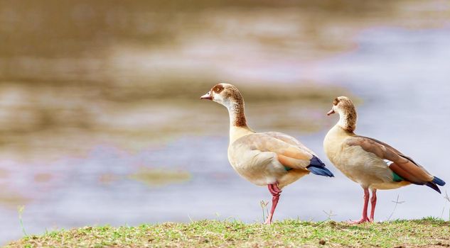 Ducks are resting on the river bank in the protected area of the national park. Kenya Wild nature. Photo Safari.