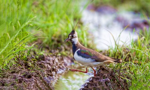 Chibis goes through the swamp. Wildlife concept. Russia, Moscow region.