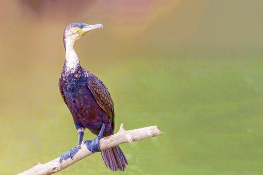 Waterfowl.Double Crested Cormorant.Phalacrocorax auritus.Kenya, a national park. Photo safari Wildlife concept