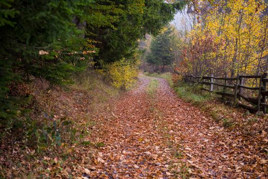 country road through the autumnal forest on a foggy morning