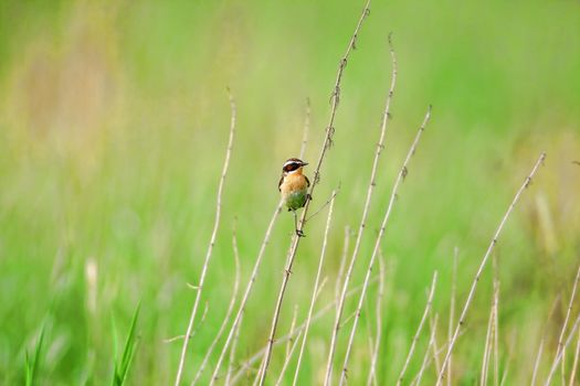 Stonechat. A small birdie, the size of a robin, is sitting in a thin grass sprig, in summertime, among the endless fields of Russia. The concept of wildlife and its conservation.