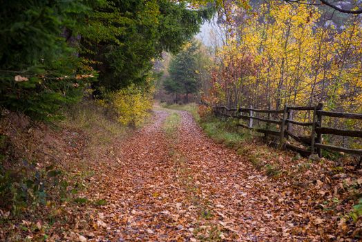 country road through the autumnal forest on a foggy morning