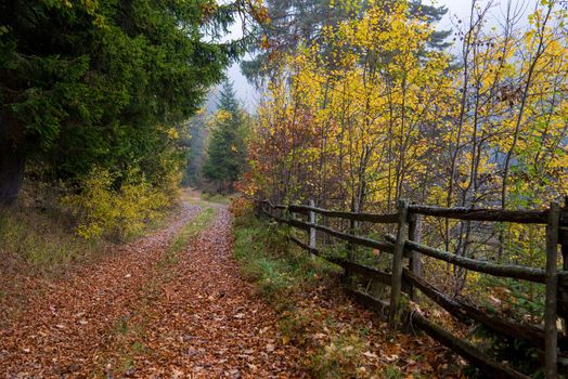 country road through the autumnal forest on a foggy morning