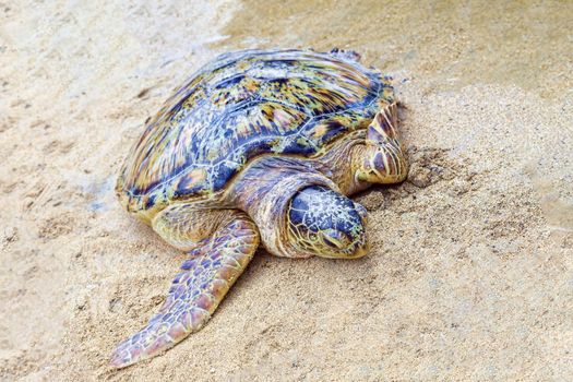 A very large sea turtle basks in the sand. Mexico. Wildlife concept.