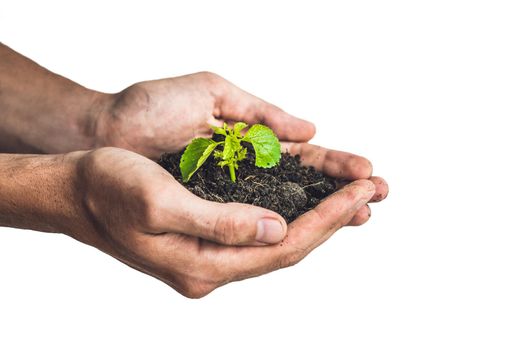 Hands holding young green plant, Isolated on white. The concept of ecology, environmental protection.