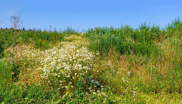 beautiful summer landscape with blossoming meadow and flowers. wild flowers blooming spring