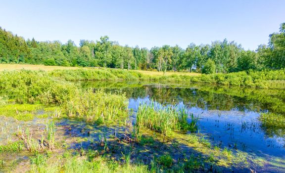 Picturesque swamp in the summer time on a sunny day. Wild nature, Russia, Moscow region.