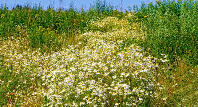 beautiful summer landscape with blossoming meadow and flowers. wild flowers blooming spring