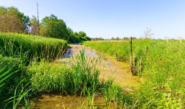 Picturesque swamp in the summer time on a sunny day. Wild nature, Russia, Moscow region.