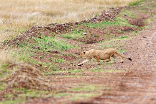 The lioness slowly sneaks up to the prey. Kenya, national park, wildlife concept. Photo Safari.