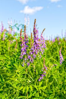 Beautiful wildflowers close-up, in sunny summer weather. Russia, Moscow region.