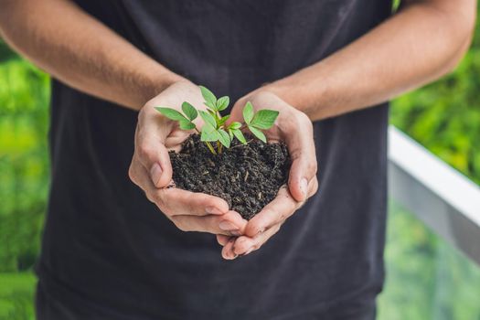 Hands holding young green plant, on black background. The concept of ecology, environmental protection.